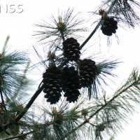 Bhutan Pine